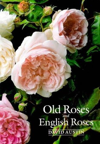 Old roses and english - english,