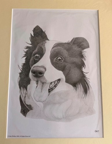 Max phillips border collie - max,