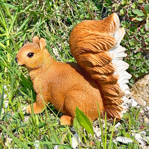 Squirrel garden animal - squirrel,