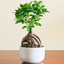 Ideal Gift Plant for Home or