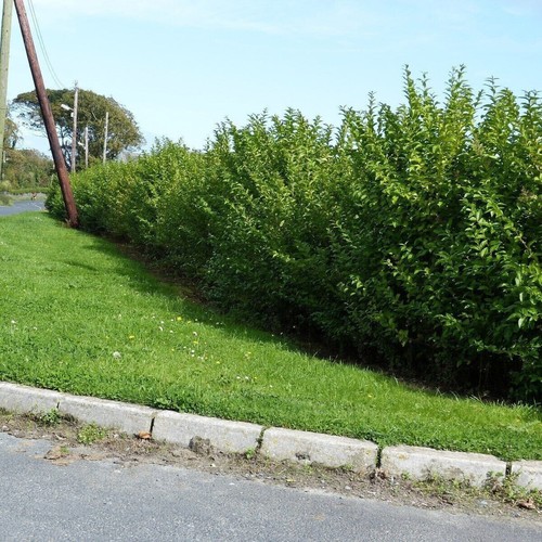 Green privet hedging plants - green,