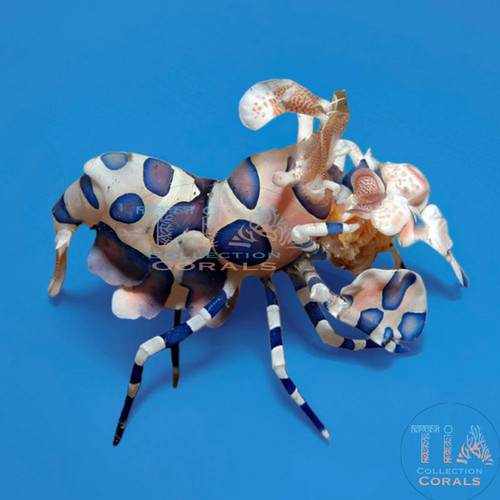 Harlequin shrimp live - shrimp, |