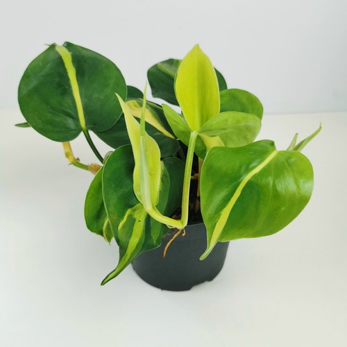 Philodendron scandens brasil - philodendron,