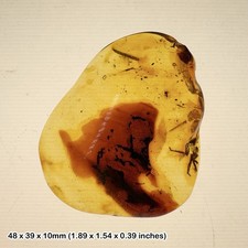 Unidentified Insect Inclusion