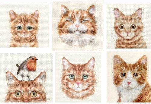 Ginger tabby cat kitten - cat,,