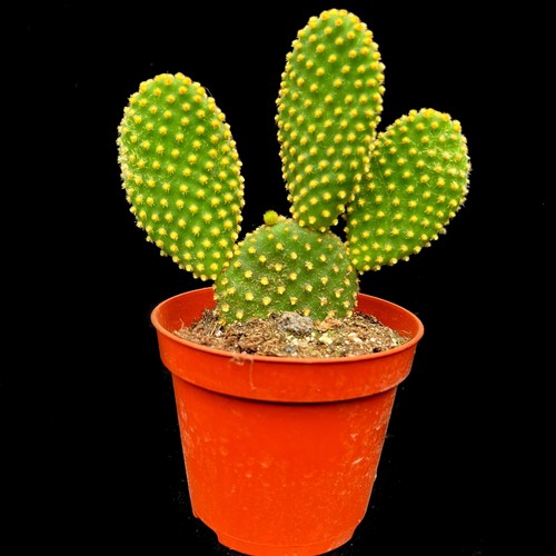 Opuntia pallida - opuntia,