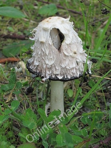 Photo 6x4 ink cap - photo, kilcash
