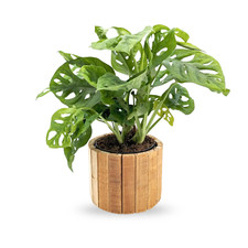 Monstera obliqua in Wooden Pot - Money Mask