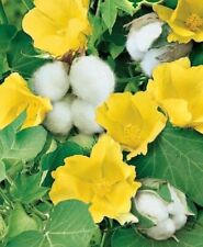 COTTON BUSH SEEDS GROW YOUR OWN COTTON BALLS AT HOME GOSSYPIUM HERBACEUM