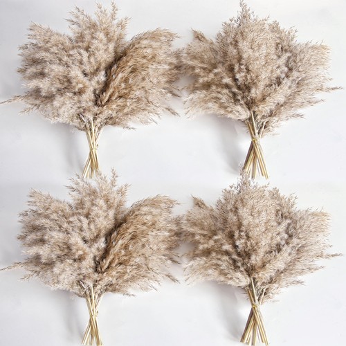 Pcs nature pampas grass - pcs,