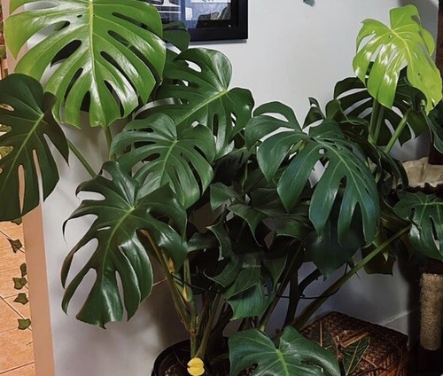 Monstera deliciosa swiss - deliciosa,