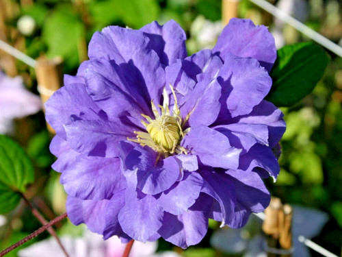 Kiri kanawa clematis - kiri, te