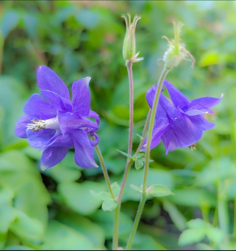 Aquilegia caerulea columbine - aquilegia,