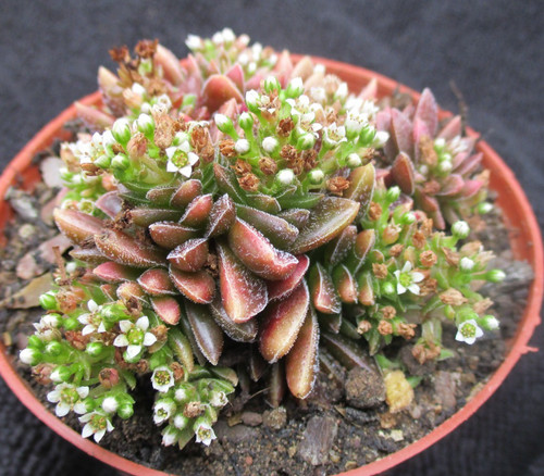 Crassula ewerdiritchie - ewerdiritchie,