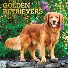 Golden Retrievers Calendar