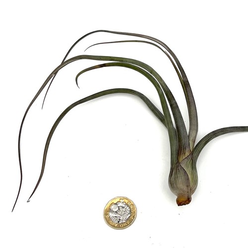 Tillandsia baileyi air plant - tillandsia,