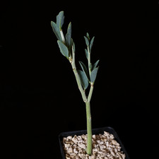 Adenia pechuelii small - 3.5"