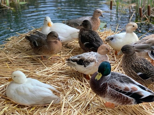 Duck hatching eggs - 18+, mixed