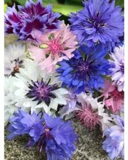 Cornflower Frosty mix & Blue