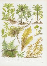 Vintage fern print, plant