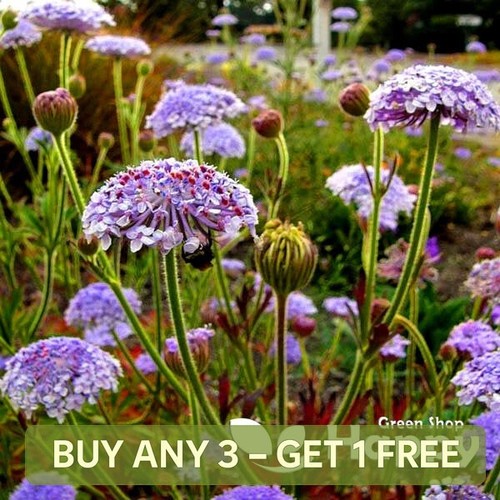Blue lace flower seeds - lace, 40