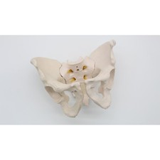 Life size Pelvis Model
