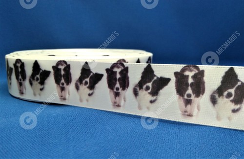 Border collie breed pet dog - pet,