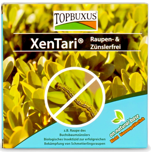 Topbuxus xentari boxwood - topbuxus,