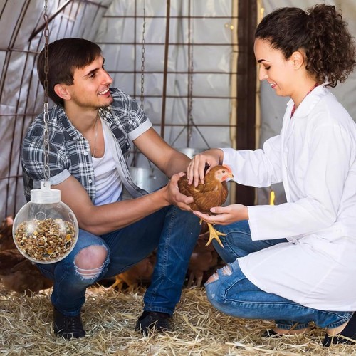 Hanging poultry treat - hanging,
