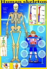 SKELETON A2 laminated Human