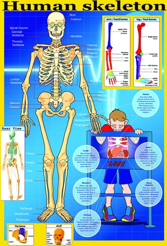 Skeleton laminated human - skeleton,