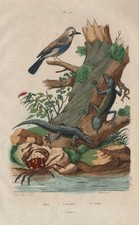 Geai (Jay). Eurasian Jay. Gecarcinus (Land Crab). Jecko (Gecko) 1833 old print