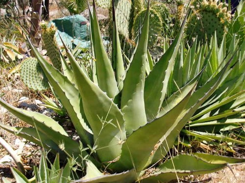 Succulent agave gentryi - succulent,