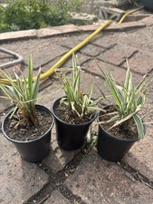 Arundo Ely Variegated Compact