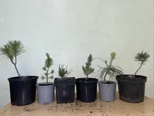 Pine Tree Selection X6