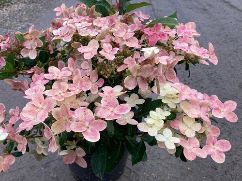 Hydrangea paniculata polestar - hydrangea,