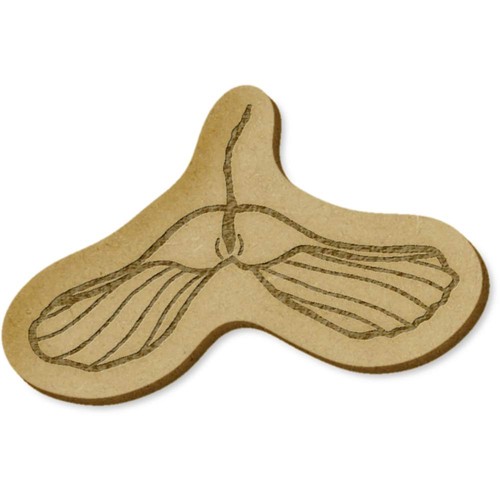 Sycamore tree seed craft - tree,