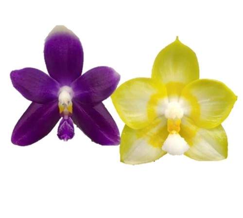 Phalaenopsis yaphon lover - phalaenopsis,