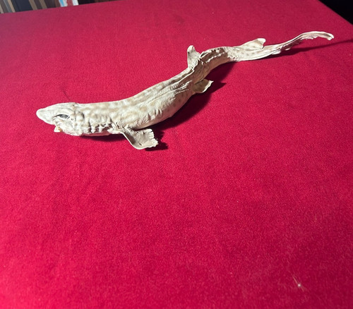 Taxidermy embalmed shark - taxidermy,