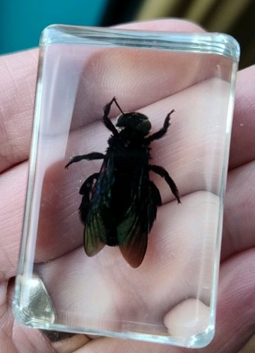 Real carpenter bee bug - bee, insect