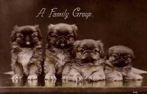 Pekingese puppies family - puppies, a