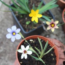 Sisyrinchium 'Blue-eyed