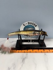 Metal Lip Swimmer. Striped
