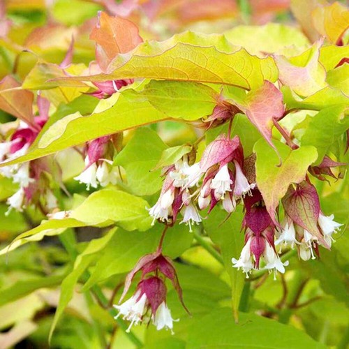Leycesteria golden - 1,