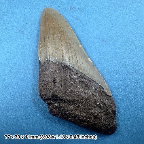 Authentic carcharodon