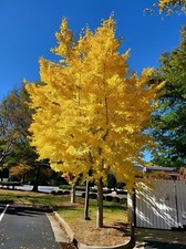 live Ginkgo Biloba Tree 1-2 ft