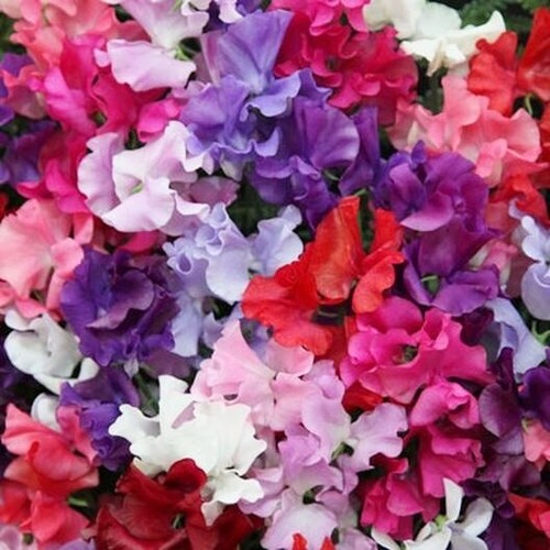 Sweet pea spencer mix seeds - pea,