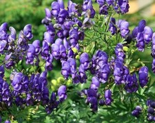 Aconitum arendsii divi. violet