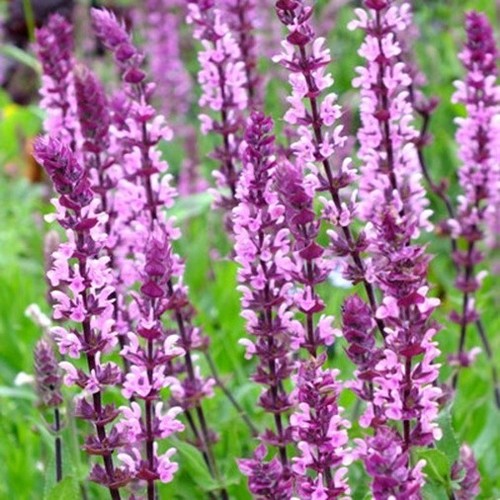 Salvia nemorosa caradonna - 3x,