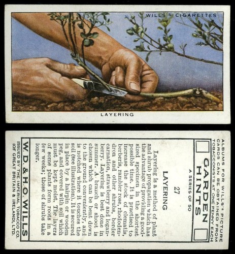 Layering garden hints - garden, 1938